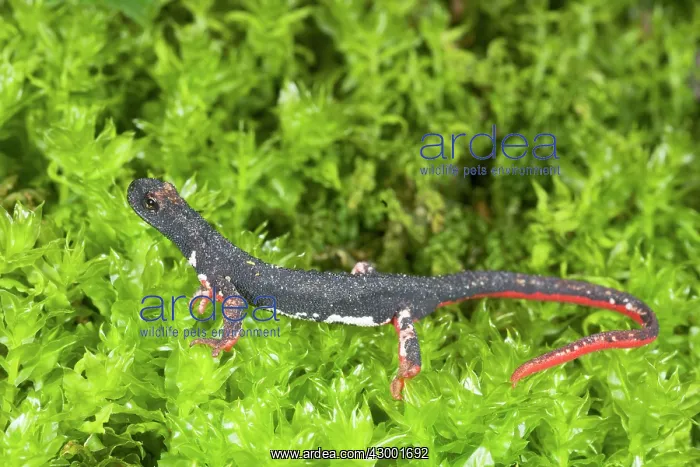 : Northern Spectacled Salamander : Northern Spectacled Salamander