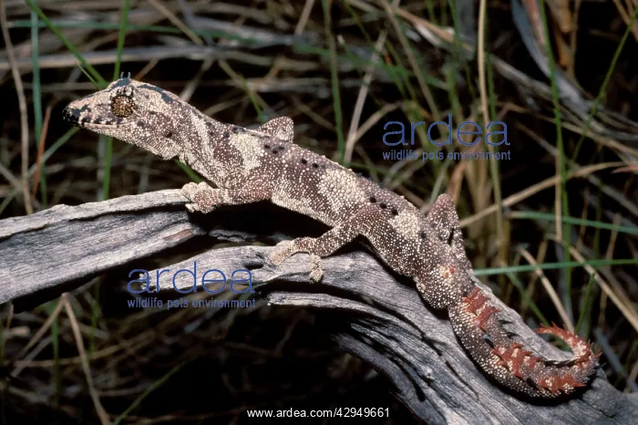 : Northern spiny-tailed gecko : Northern spiny-tailed gecko
