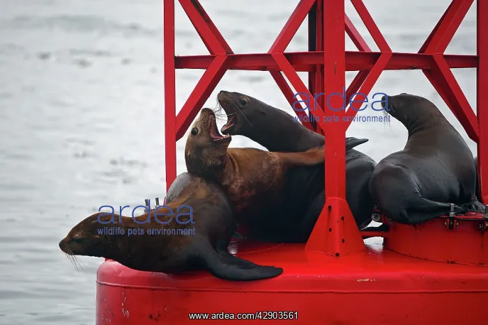 : Northern (Steller) Sea Lion - resting on a large buoy : Northern (Steller) Sea Lion - resting on a large buoy