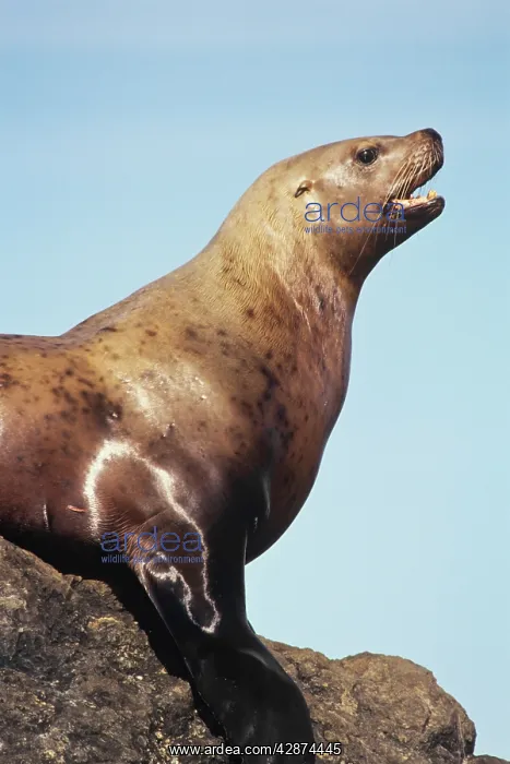 : Northern / Steller Sealion : Northern / Steller Sealion
