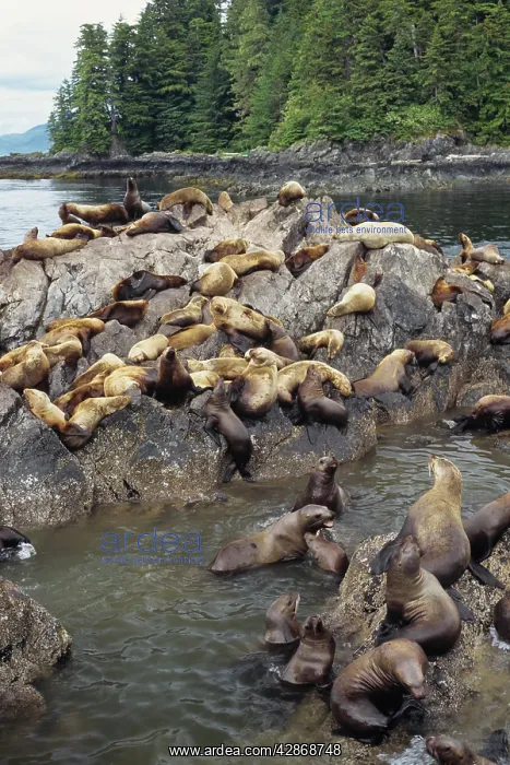 : Northern / Steller Sealions : Northern / Steller Sealions