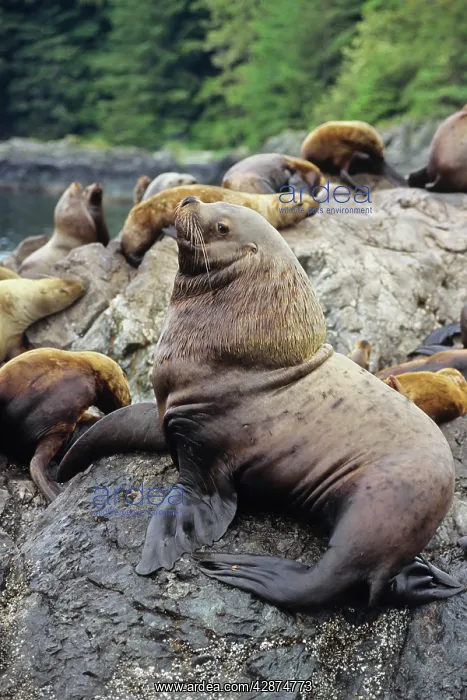 : Northern / Steller Sealions - bull guarding territory : Northern / Steller Sealions - bull guarding territory