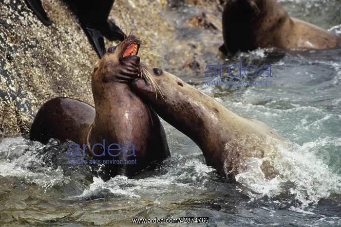 : Northern or Steller Sealions - fighting : Northern or Steller Sealions - fighting