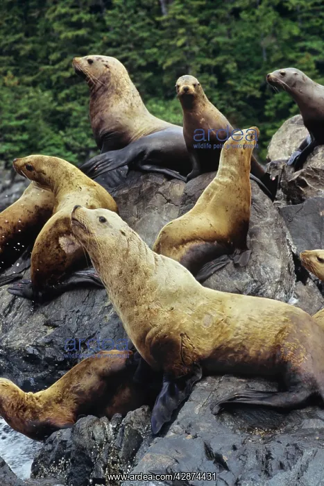 : Northern / Steller Sealions - hauled out of coastal rocks : Northern / Steller Sealions - hauled out of coastal rocks