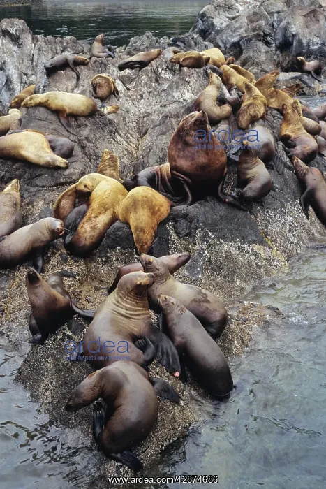 : Northern / Steller Sealions - herd hauled out on : Northern / Steller Sealions - herd hauled out on