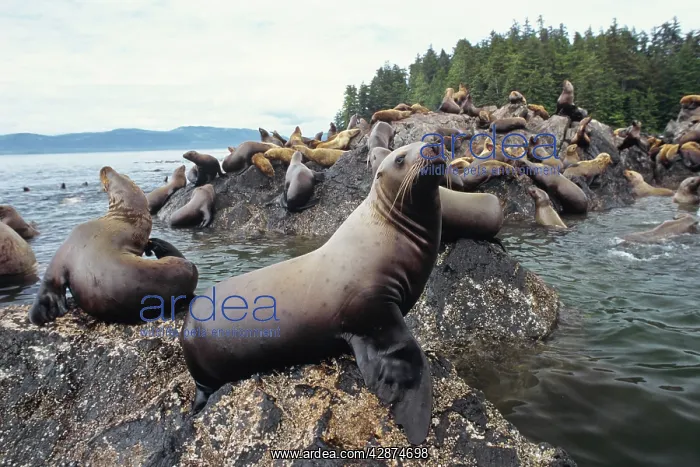 : Northern / Steller Sealions - herd hauled out on : Northern / Steller Sealions - herd hauled out on