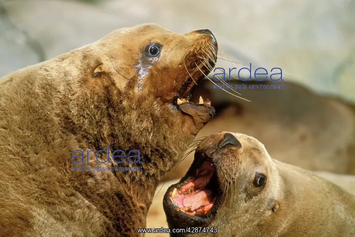 : Northern / Steller's Sealions - arguing over space : Northern / Steller's Sealions - arguing over space