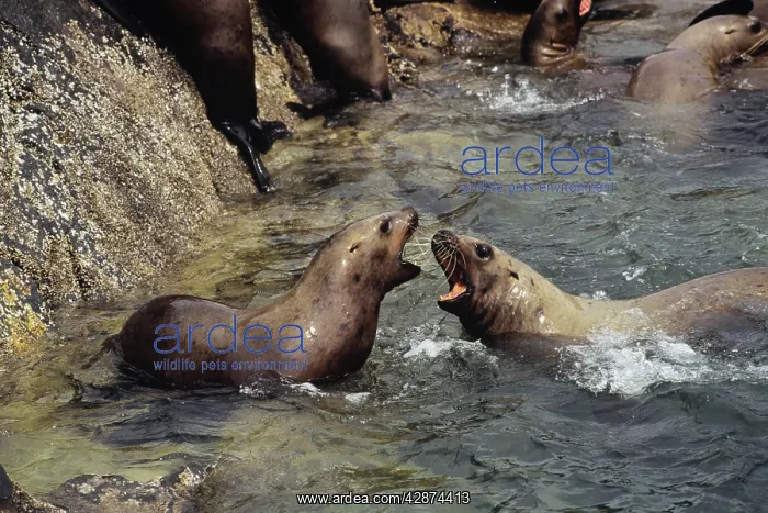 : Northern or Steller's Sealions - fighting most : Northern or Steller's Sealions - fighting most