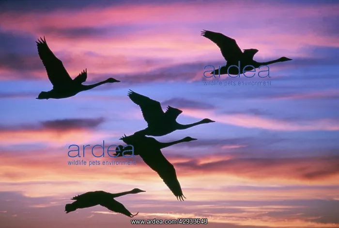 : Northern SWANS - Flying at sunset : Northern SWANS - Flying at sunset