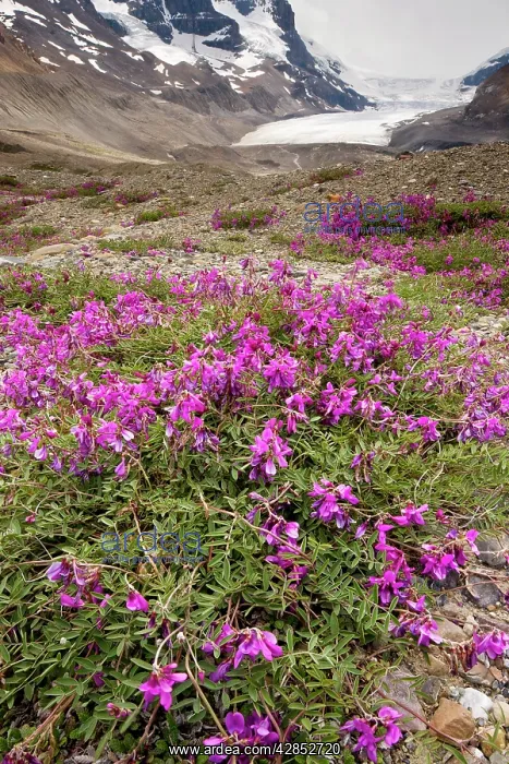 : Northern Sweet Vetch - growing in abundance on : Northern Sweet Vetch - growing in abundance on
