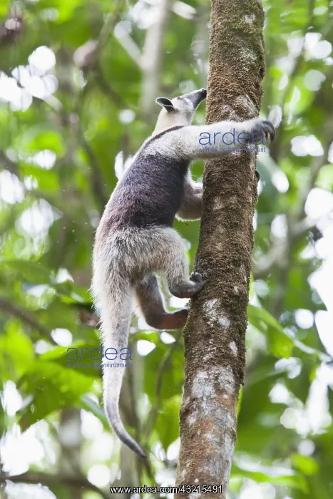: Northern Tamandua or anteater (Tamandua mexicana) : Northern Tamandua or anteater (Tamandua mexicana)