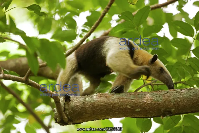: Northern Tamandua - feeding in tree : Northern Tamandua - feeding in tree