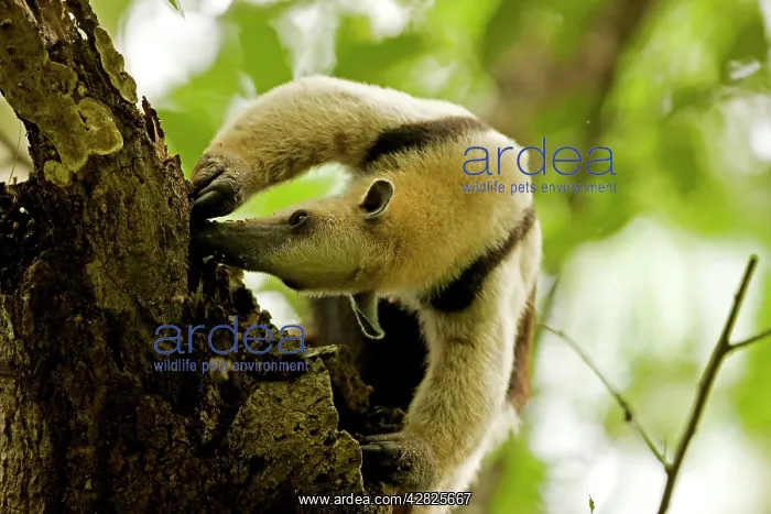 : Northern Tamandua - feeding in tree : Northern Tamandua - feeding in tree