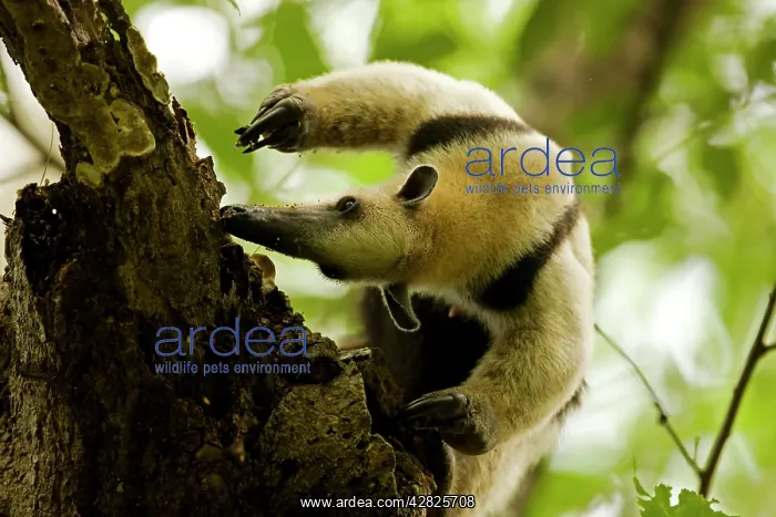 : Northern Tamandua - feeding in tree : Northern Tamandua - feeding in tree
