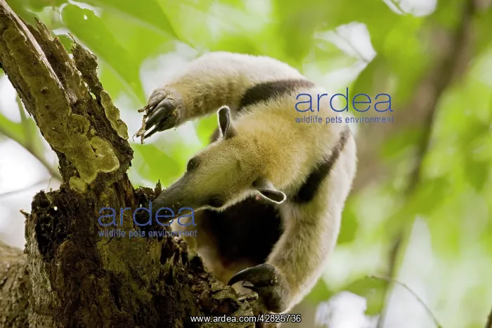 : Northern Tamandua - feeding in tree : Northern Tamandua - feeding in tree
