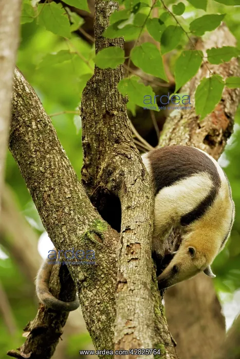 : Northern Tamandua - feeding in tree : Northern Tamandua - feeding in tree