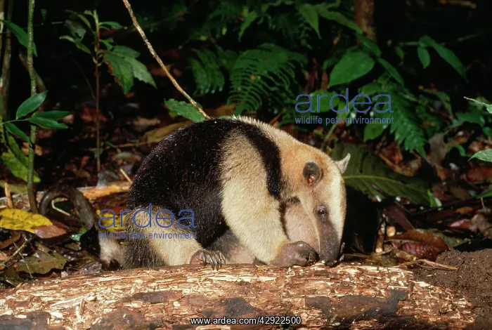 : Northern Tamandua / Giant Anteater / Tamandua Anteater : Northern Tamandua / Giant Anteater / Tamandua Anteater