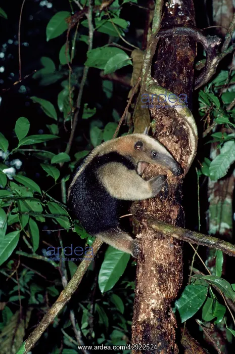 : Northern Tamandua / Giant Anteater / Tamandua Anteater : Northern Tamandua / Giant Anteater / Tamandua Anteater