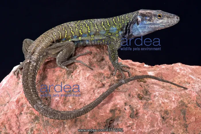 : Northern Tenerife lizard ( Gallotia galloti eisentrauti) : Northern Tenerife lizard ( Gallotia galloti eisentrauti)