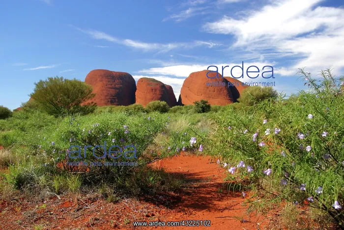 : Northern Territory, Outback, Australia : Northern Territory, Outback, Australia