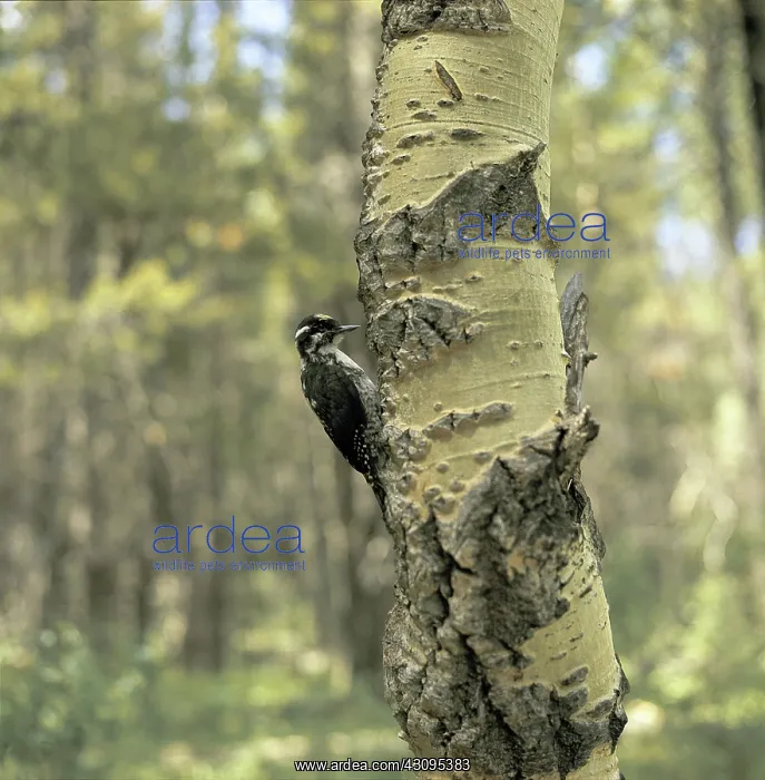 : Northern Three-toed Woodpecker : Northern Three-toed Woodpecker