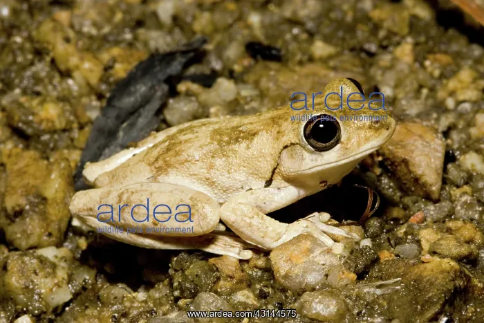 : Northern tree frog : Northern tree frog