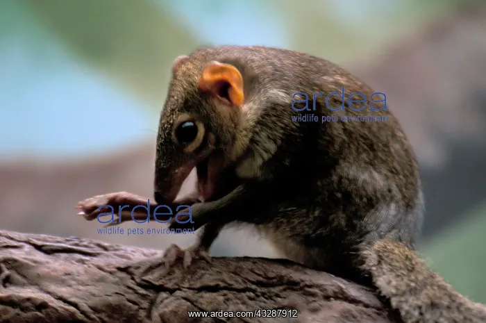 : Northern treeshrew (Tupaia belangeri), a species of treeshre : Northern treeshrew (Tupaia belangeri), a species of treeshre