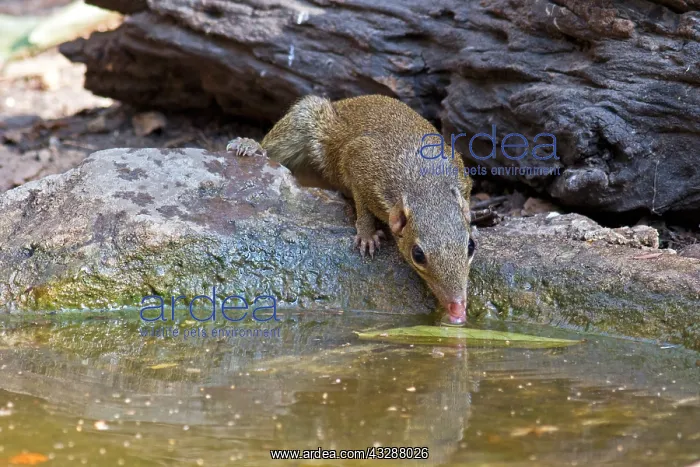 : A Northern Treeshrew (Tupaia belangeri) coming to : A Northern Treeshrew (Tupaia belangeri) coming to