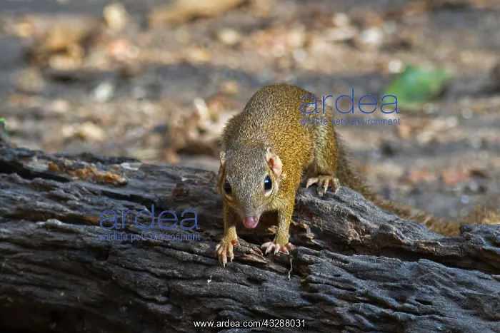 : A Northern Treeshrew (Tupaia belangeri) coming to : A Northern Treeshrew (Tupaia belangeri) coming to