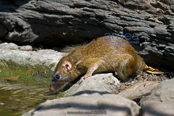 : A Northern Treeshrew (Tupaia belangeri) coming to : A Northern Treeshrew (Tupaia belangeri) coming to