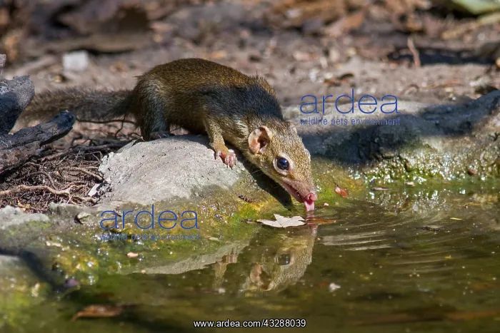 : A Northern Treeshrew (Tupaia belangeri) on a log : A Northern Treeshrew (Tupaia belangeri) on a log