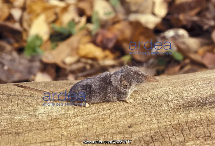 : Northern treeshrew (Tupaia belangeri), a species : Northern treeshrew (Tupaia belangeri), a species