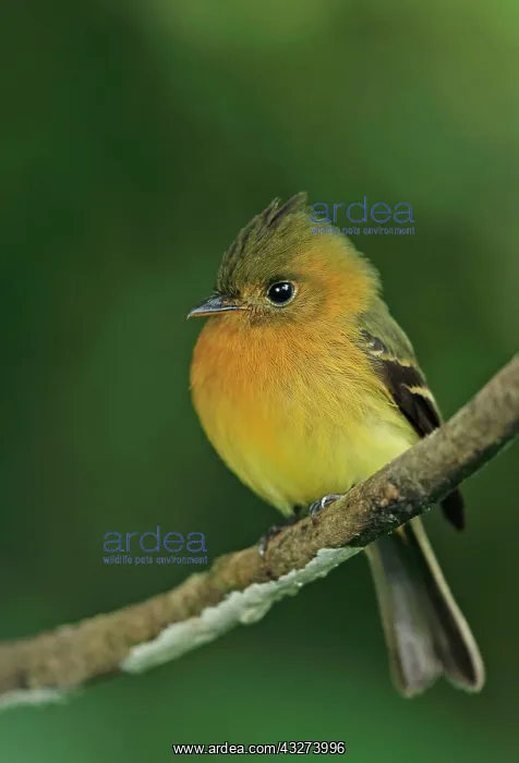 : Northern Tufted Flycatcher (Mitrephanes phaeocercus : Northern Tufted Flycatcher (Mitrephanes phaeocercus