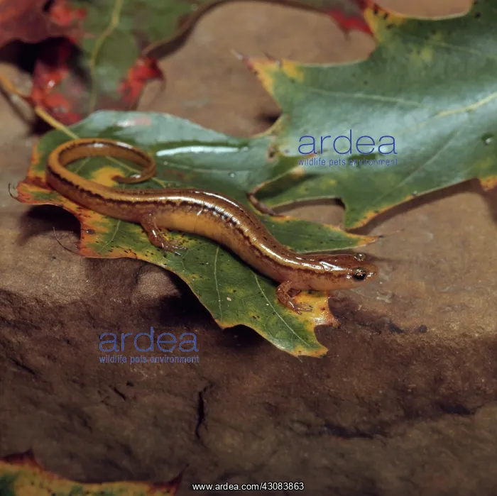 : Northern Two-Lined Salamander : Northern Two-Lined Salamander