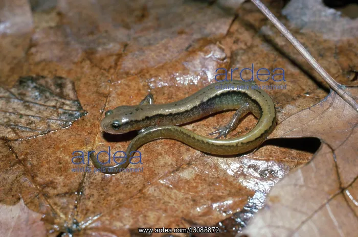 : Northern Two-Lined Salamander : Northern Two-Lined Salamander