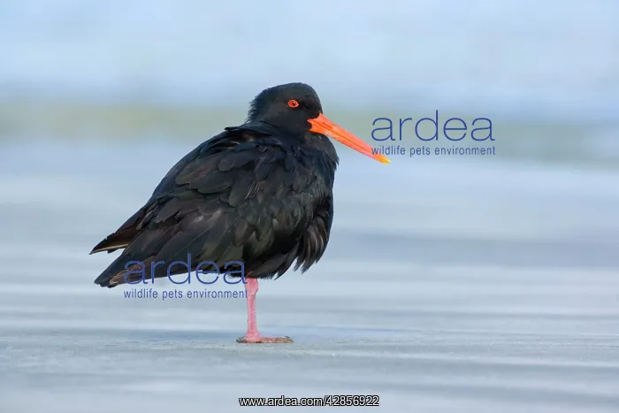 : Northern or Variable Oystercatcher - standing relaxed : Northern or Variable Oystercatcher - standing relaxed