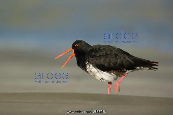 : Northern or Variable Oystercatcher - strolling : Northern or Variable Oystercatcher - strolling
