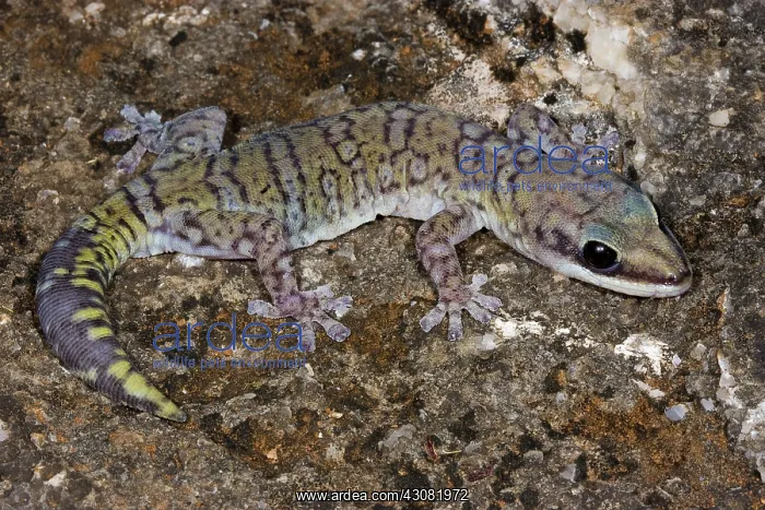 : Northern Velvet Gecko : Northern Velvet Gecko