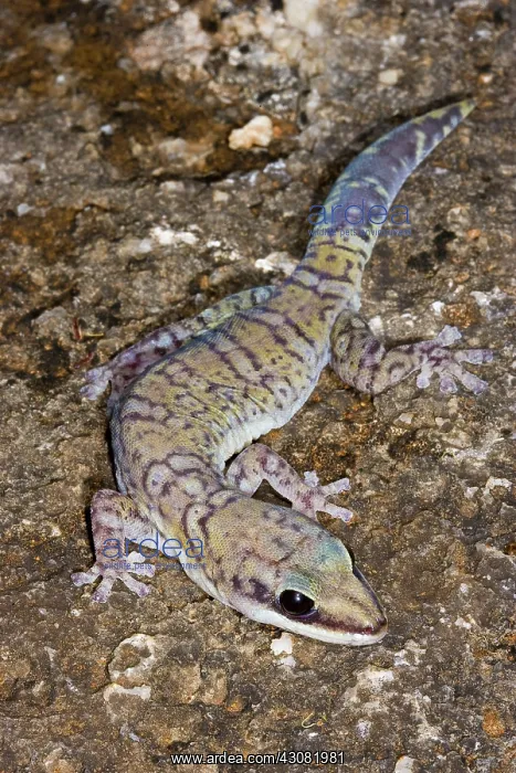 : Northern Velvet Gecko : Northern Velvet Gecko