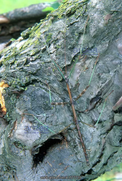 : Northern Walkingstick : Northern Walkingstick