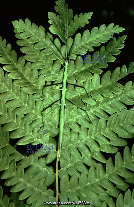  : Northern Walkingstick