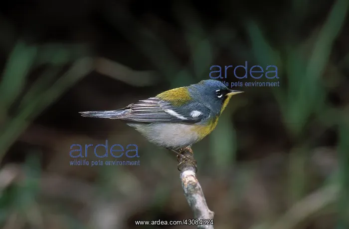 : Northern Warbler : Northern Warbler