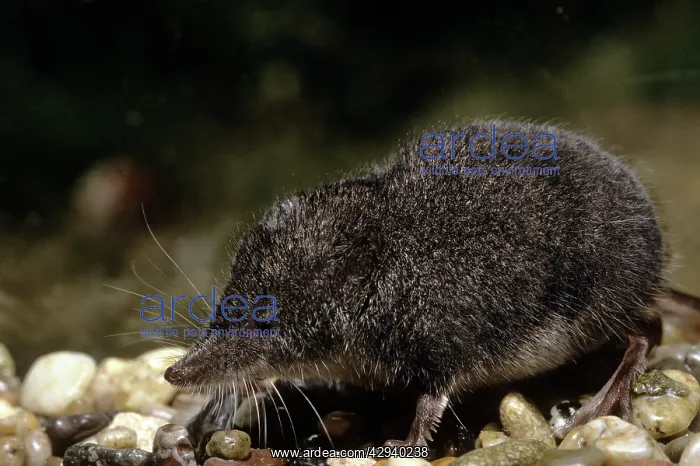 : Northern Water Shrew : Northern Water Shrew