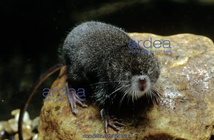 : Northern Water Shrew : Northern Water Shrew