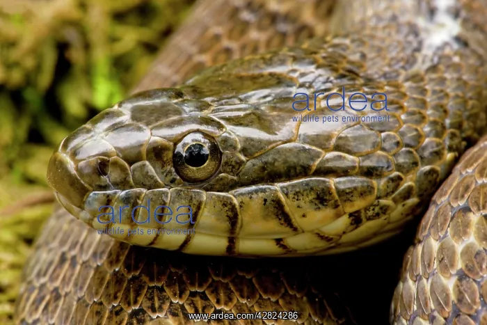 : Northern Water Snake : Northern Water Snake
