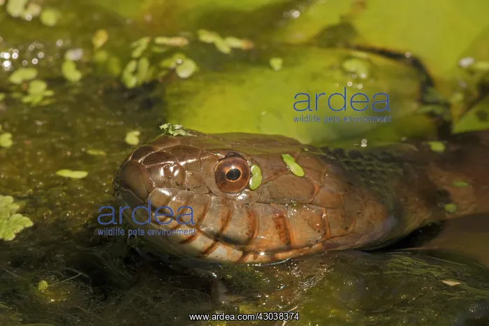  : Northern Water Snake