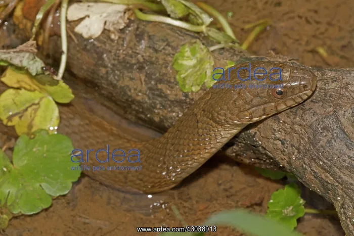  : Northern Water Snake