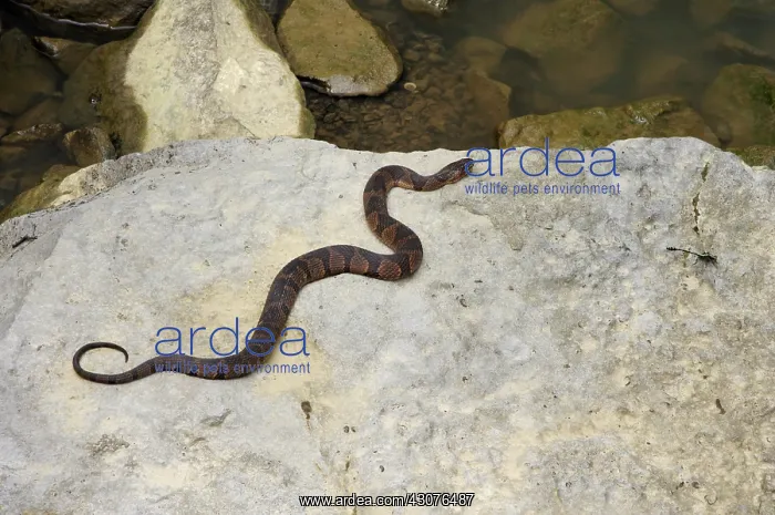 : Northern Water Snake : Northern Water Snake