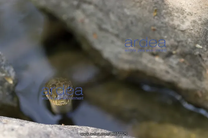 : Northern Water Snake : Northern Water Snake