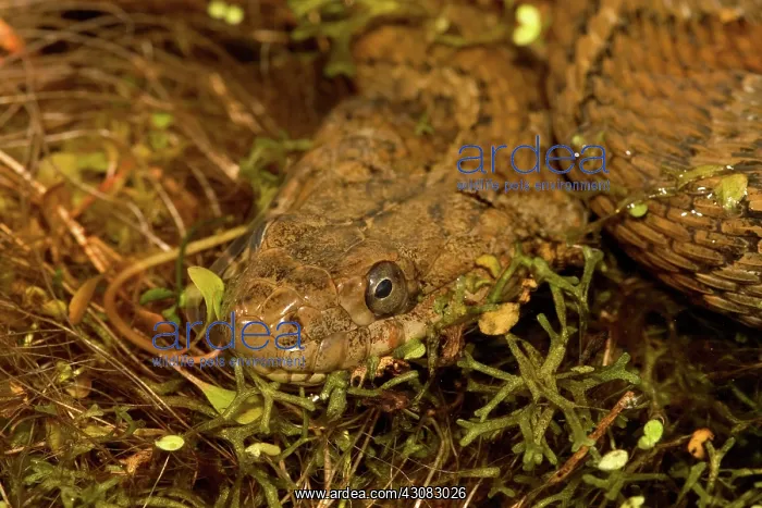 : Northern Water Snake : Northern Water Snake